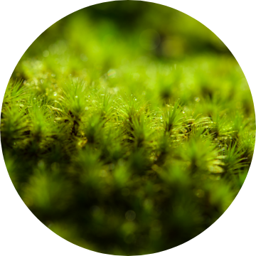 Hydra Setting Powder